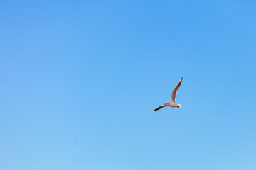 Gulls on a sunny Mediterranean beach