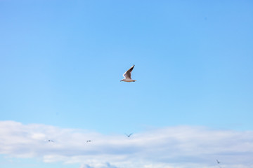 Gulls on a sunny Mediterranean beach