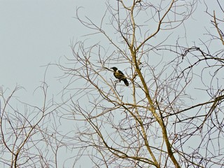 Corbeau pie du Congo, seul, isolé