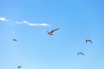 Gulls on a sunny Mediterranean beach