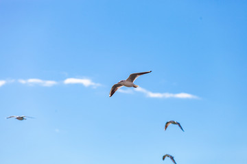 Gulls on a sunny Mediterranean beach