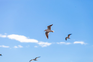 Gulls on a sunny Mediterranean beach