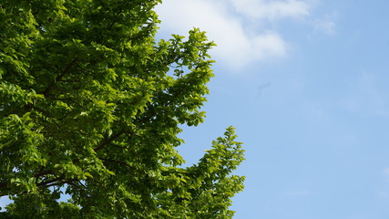 Obraz premium 青空と木