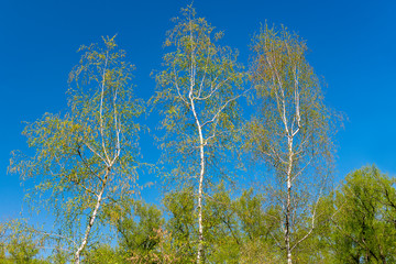 Three young birch trees in spring sunny day against the blue sky