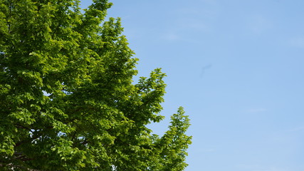 青空と木