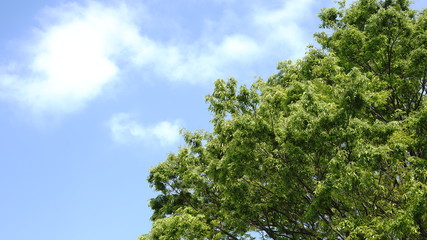 青空と木
