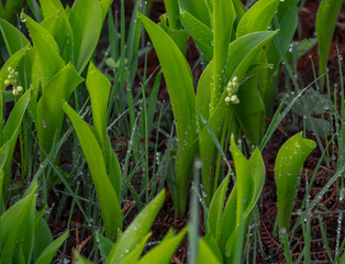 Obraz premium Muguet et gouttes d'eau 
