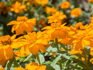 Zinnia profusion double golden flower in a spring season at a botanical garden.