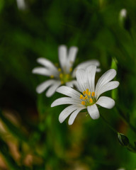 white flower