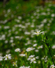 spring white flowers