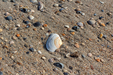 Fototapeta na wymiar shell on the sand of the beach