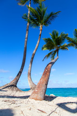 Beautiful palm trees on the beach of the Dominican Republic. Horizontal. Vertical.
