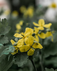 yellow flowers