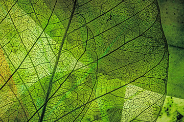 Naklejka na ściany i meble autumn leaves in the detail