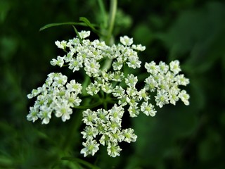 white  flowers in the garden