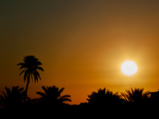 Fototapeta na wymiar Sunrise showing early morning sun and sky with palm trees in silhouette