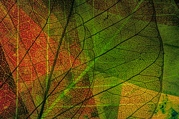 Obraz na płótnie Canvas autumn leaves in the detail
