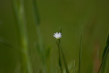  Meadow flowers in spring