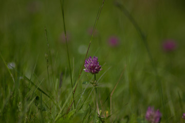  Meadow flowers in spring