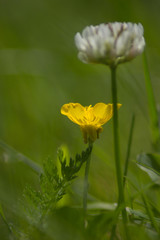  Meadow flowers in spring