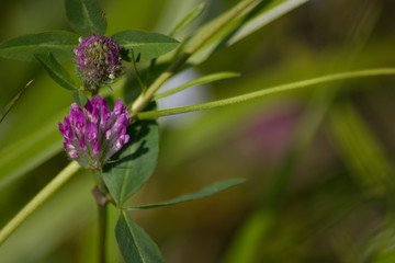  Meadow flowers in spring