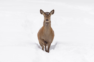 Red deer in Winter, Cervus elaphus, Female, Bavaria, Germany, Europe
