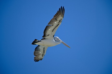 Flying Australian Pelican with blue sky