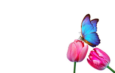 Fototapeta na wymiar Beautiful blue morpho butterfly on a flower on a white background.Tulips flowers in dew drops isolated on white. Tulip buds. copy spaces.