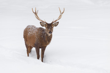 Red deer in Winter, Cervus elaphus