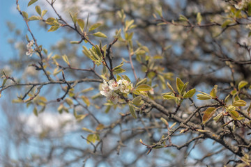 wallpaper with beautiful blooming pear tree 
