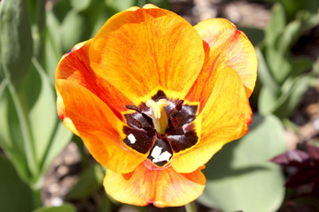 macro photo of yellow tulip