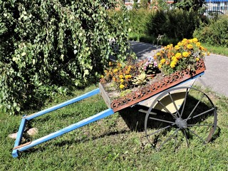 old wheelbarrow with flowers in the garden