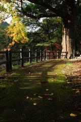 Fototapeta na wymiar 秋の紅葉と遊歩道