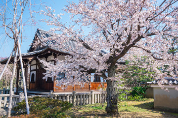 京都　上品蓮台寺（じょうぼんれんだいじ）の桜