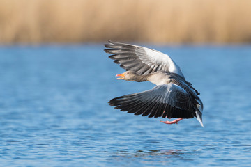 Greylag goose