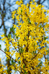 Forsythia ornamental shrub with yellow flowers