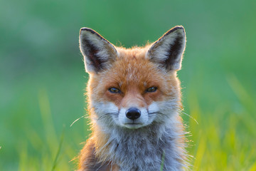 Red Fox, Vulpes vulpes, Germany, Europe