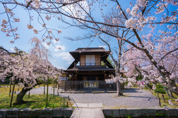 京都　渉成園の桜