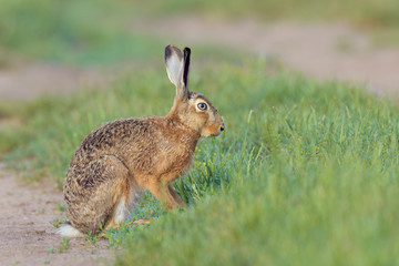 Naklejka na ściany i meble European brown hare (Lepus europaeus) in summer