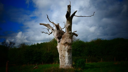 Petrified Oak Trees
