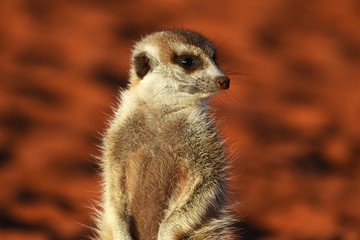 Erdmännchen Portrait (suricata suricatta) in der Kalahari (Namibia)