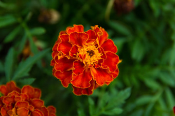 Beautiful Marigold flower in the garden  in  sunny day close up.