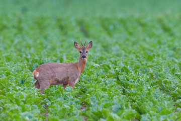 Western Roe Deer (Capreolus capreolus) in Summer, Roebuck, Germany, Europe