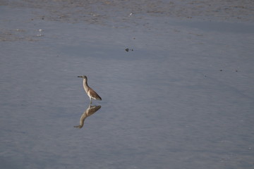 seagull