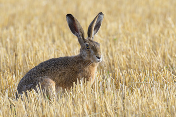 European brown hare (Lepus europaeus) on Stubblefield, Germany, Europe