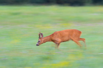 Obraz na płótnie Canvas Western Roe Deer (Capreolus capreolus), Roebuck, Summer, Germany, Europe