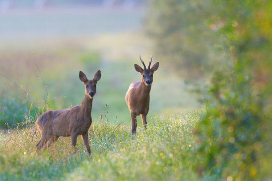 Western Roe Deers (Capreolus capreolus) in Summer, Roebuck and Doe, Germany, Europe