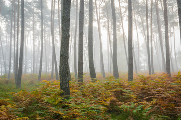 Pine Forest on misty morning, Germany, Europe