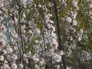 Branches of apricot tree with beautiful white blossom 