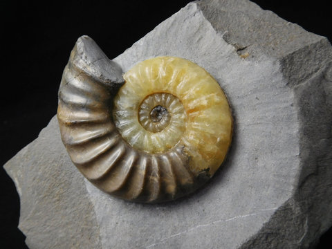 Ammonite Asteroceras from Charmouth (Dorset), Lower Jurassic, about 195 million years old. The living chamber is visible in light brown, phragmocone preserved in yellow calcite.